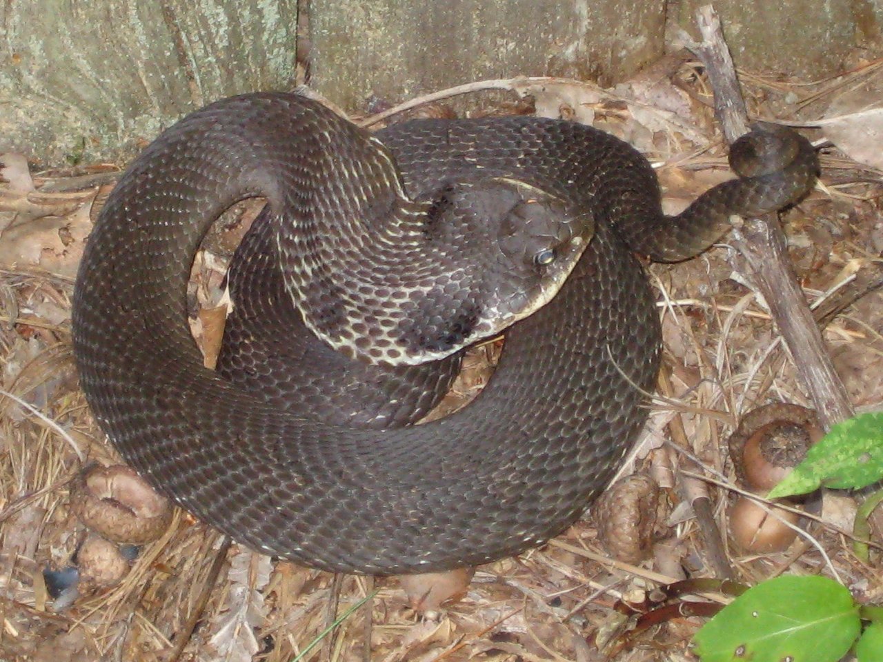 Hooded snake of mystery in New Hooded snake of mystery in New