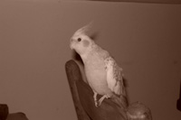 cockatiel picture